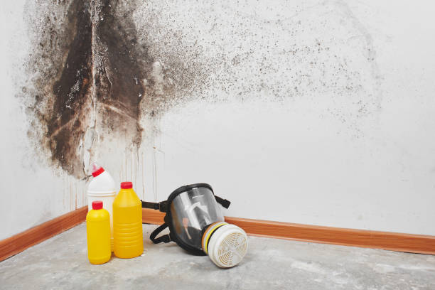 Best Fast Mold Removal  in California, MD