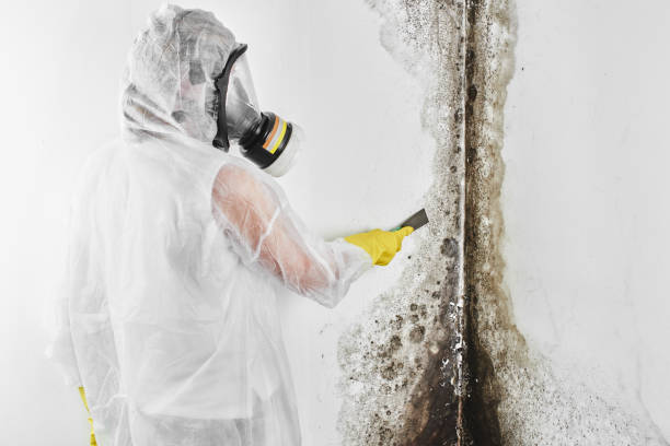 Best Best Mold Removal Companies  in California, MD