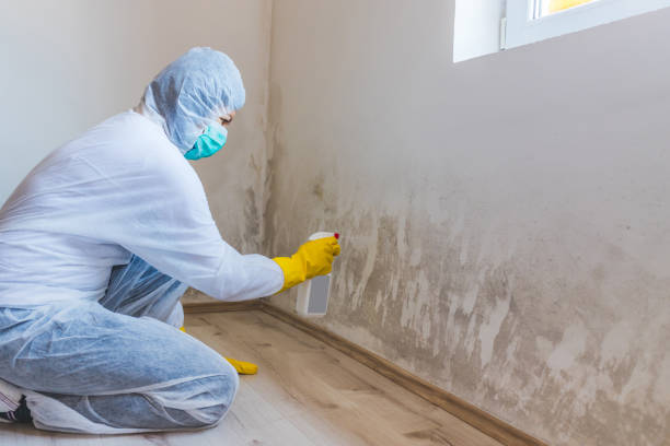 Certified Mold Removal in California, MD