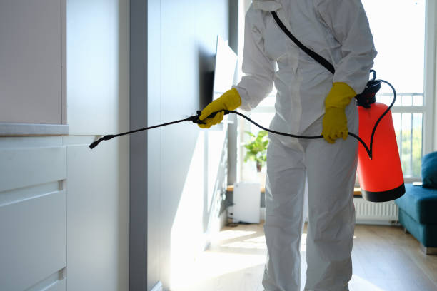 Best Mold Remediation  in California, MD