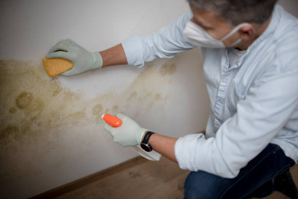 Best Attic Mold Removal  in California, MD