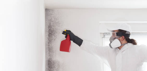 Best Mold Cleaning Services  in California, MD