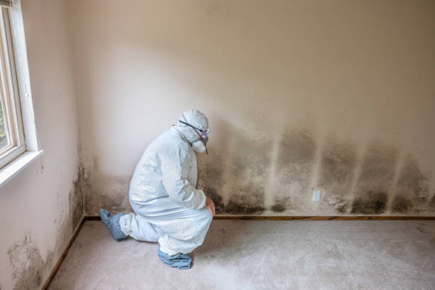 Best Crawl Space Mold Removal  in California, MD
