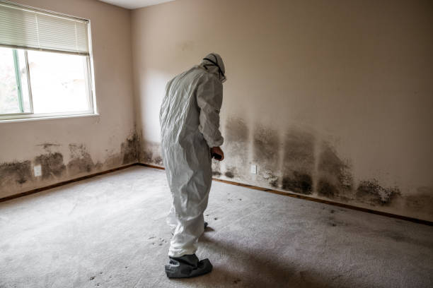 Best Residential Mold Removal  in California, MD