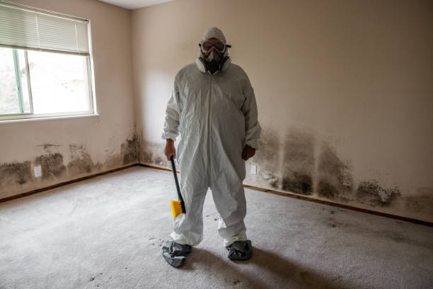 Best Certified Mold Removal  in California, MD