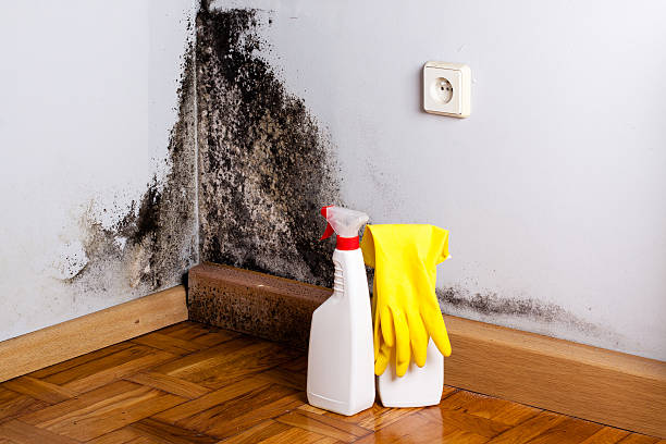 Best Mold Removal Specialists  in California, MD